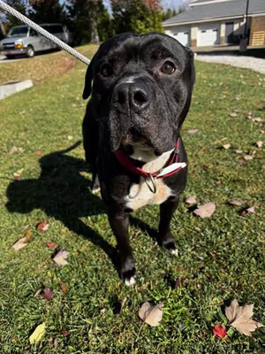 Erie Humane Society Dog Park photo 2